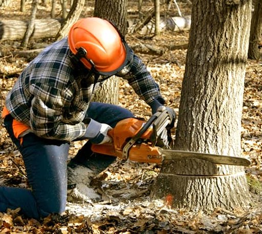 Tree Removal in Dustin, OK